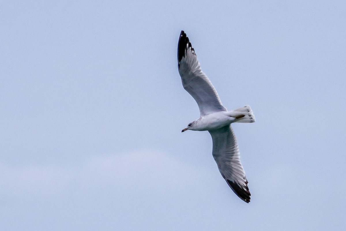 racek kroužkozobý - ML645920266