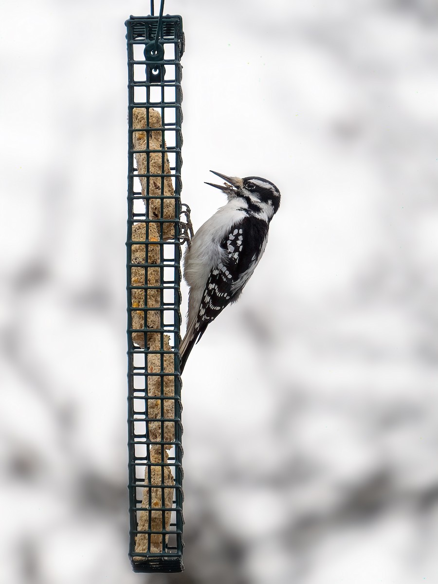 strakapoud americký - ML645920268