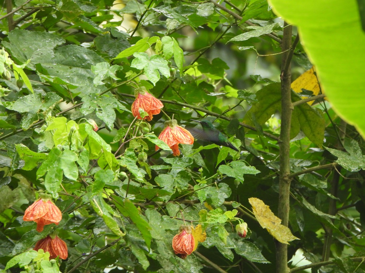 kolibřík modrolící - ML645920269