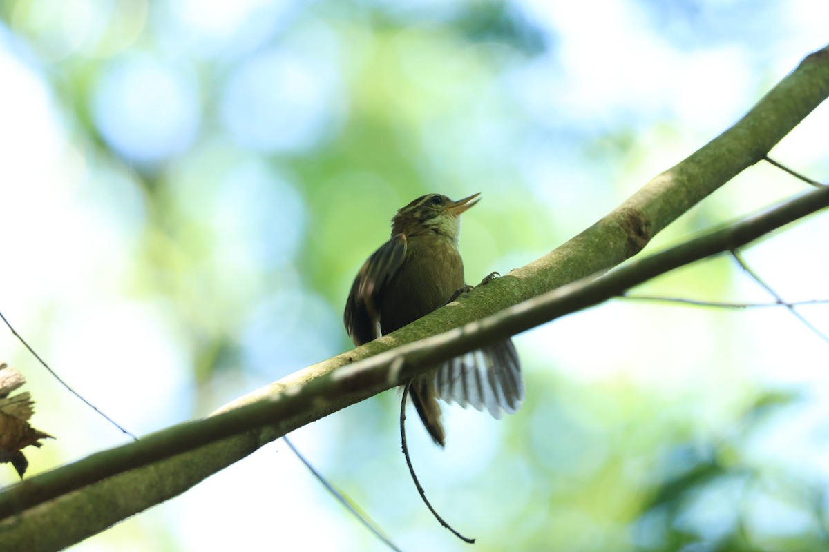 Atlantic Plain-Xenops - ML645920270