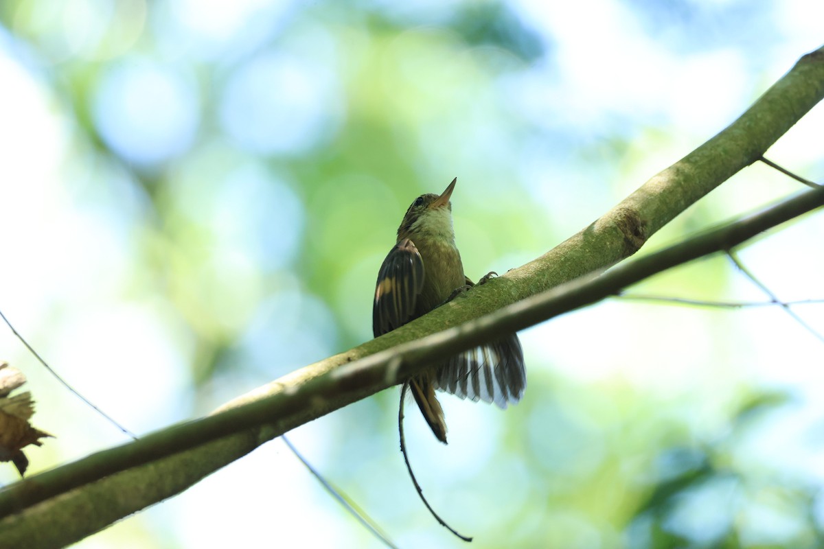 Atlantic Plain-Xenops - ML645920272