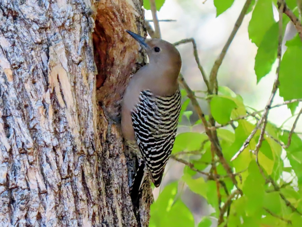Gila Woodpecker - ML645920273