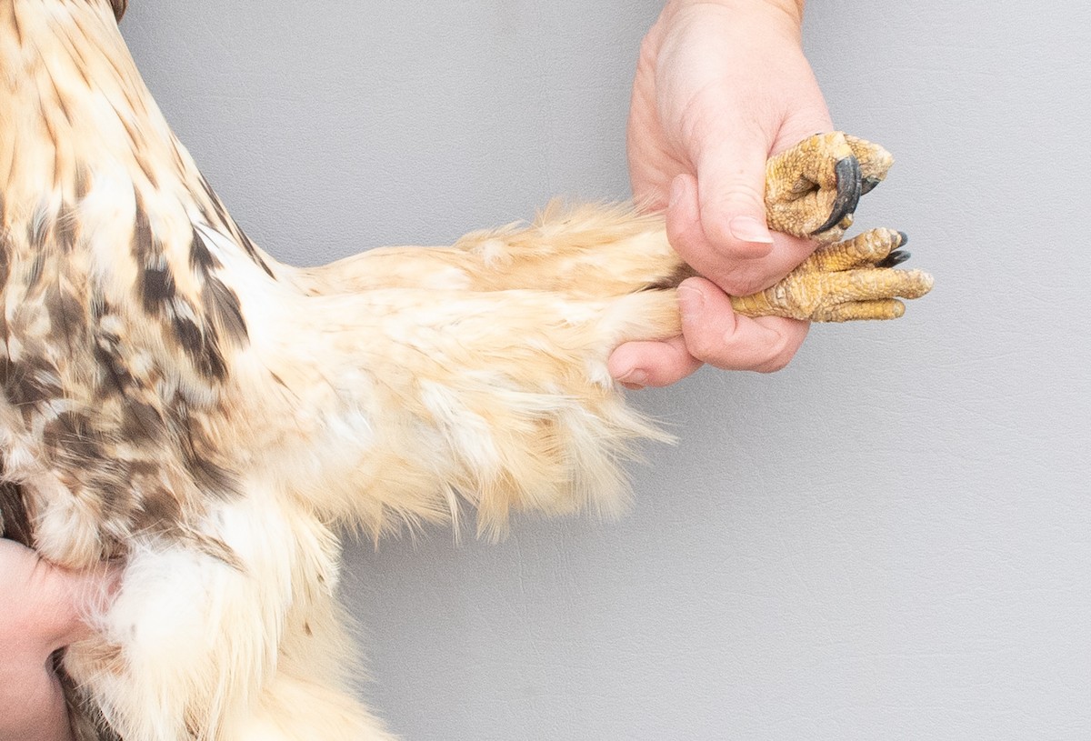 Red-tailed Hawk (abieticola) - ML645920274