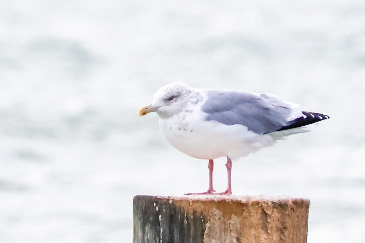 racek americký - ML645920275