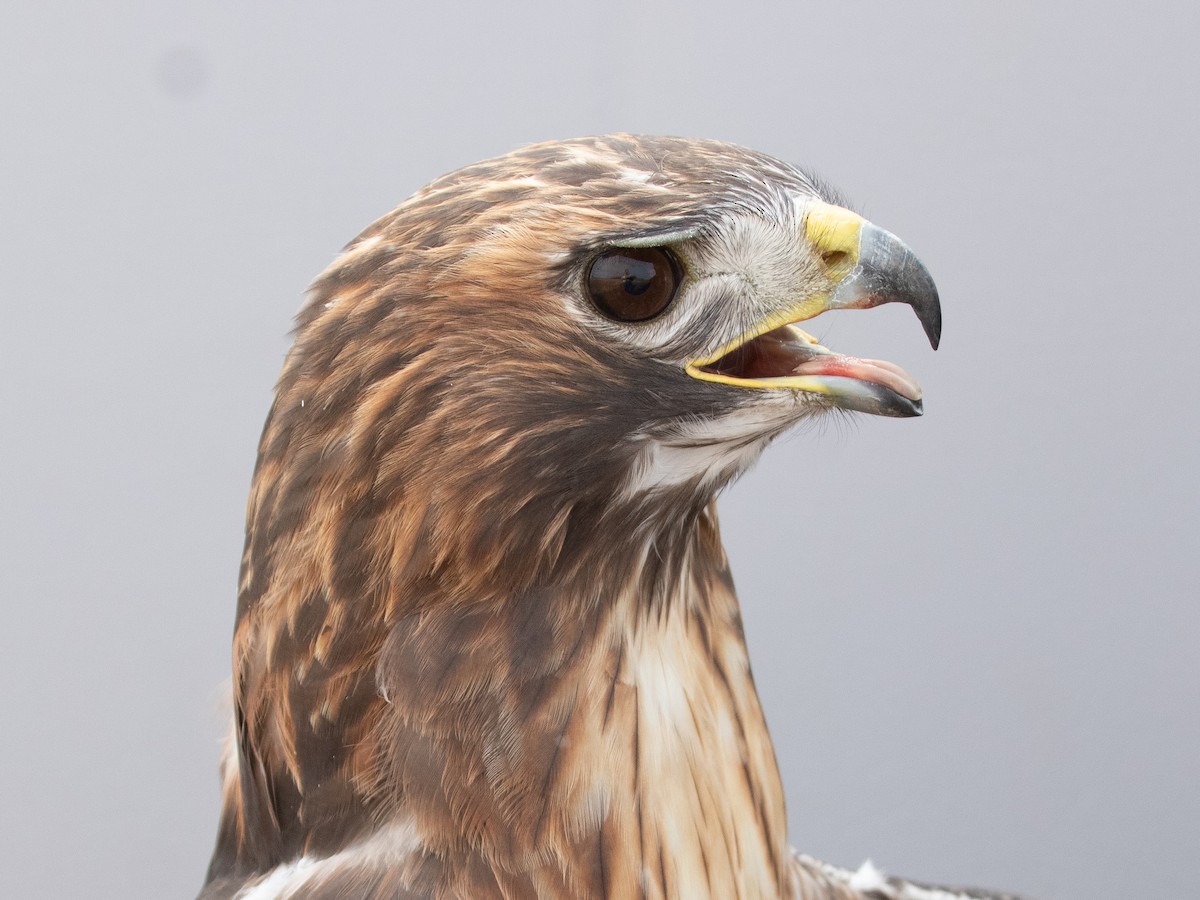 Red-tailed Hawk (abieticola) - ML645920276
