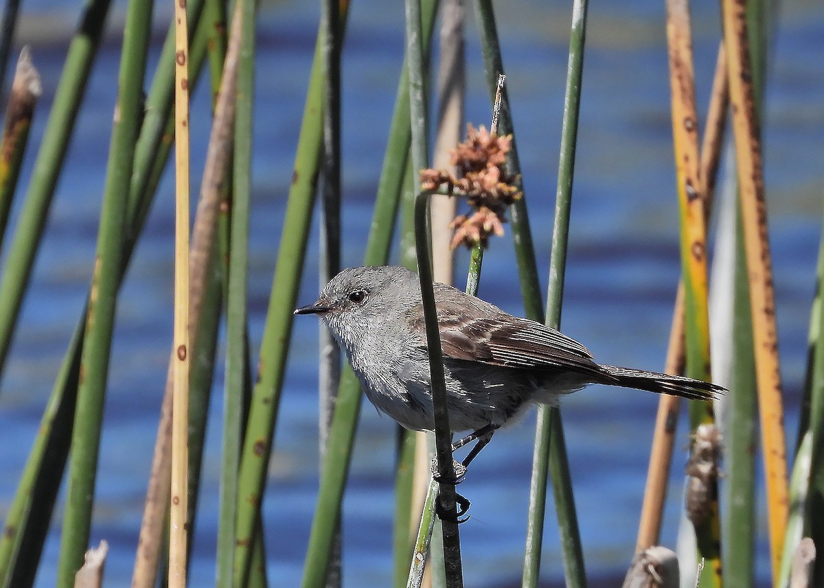 Sooty Tyrannulet - ML645920278