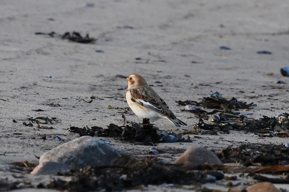 sněhule severní - ML645920281