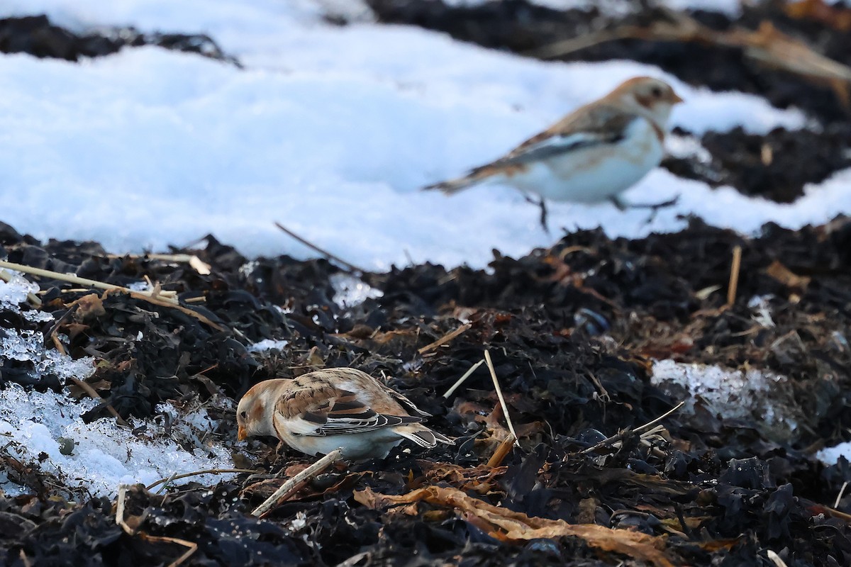 sněhule severní - ML645920282