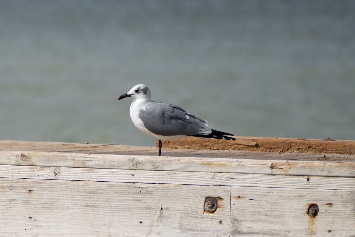 racek karibský - ML645920285