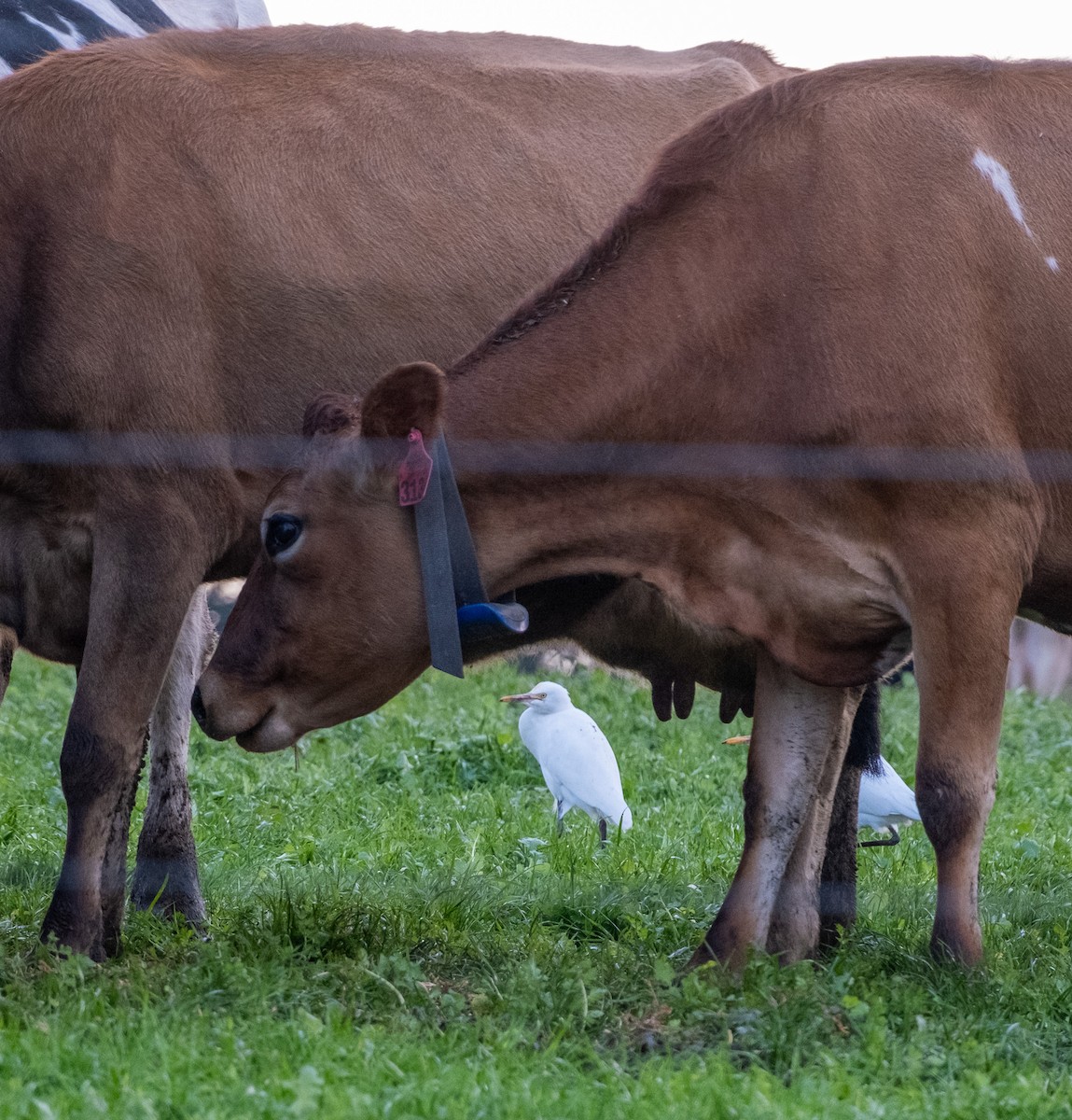 volavka dobytčí - ML645920286