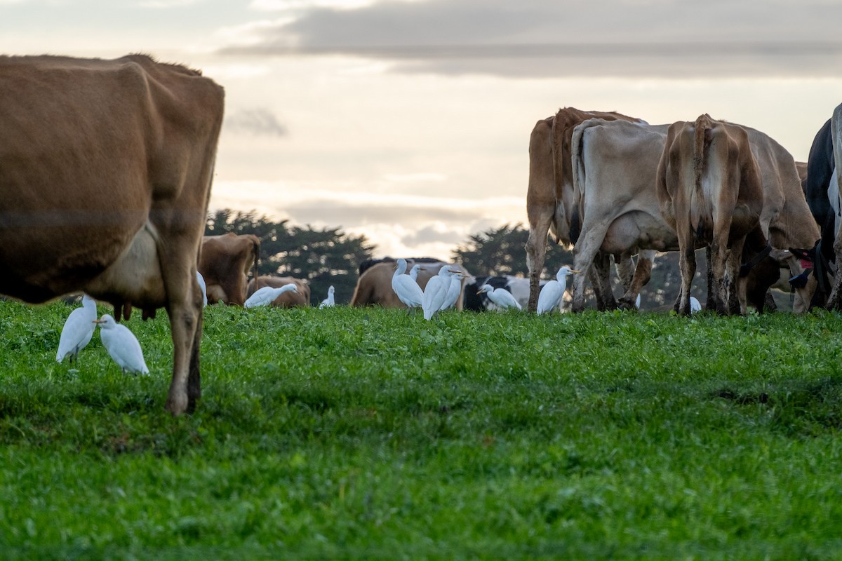 volavka dobytčí - ML645920287