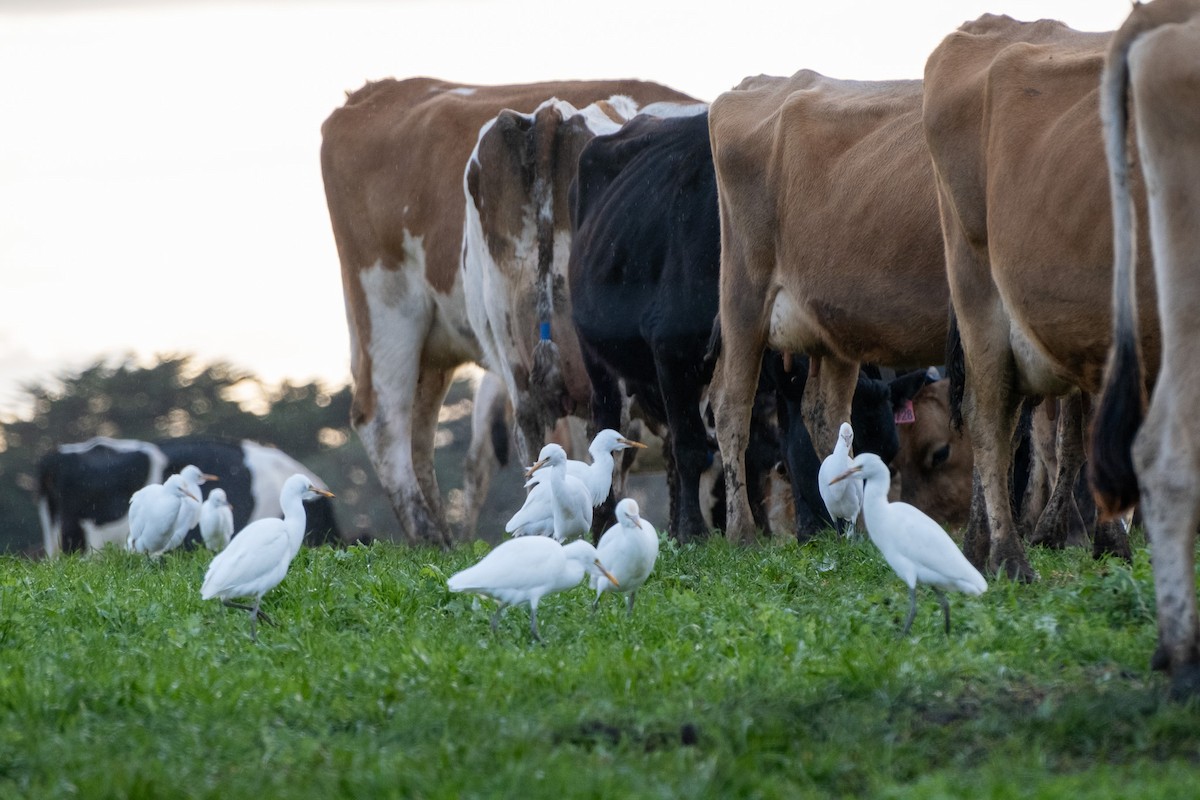 volavka dobytčí - ML645920288