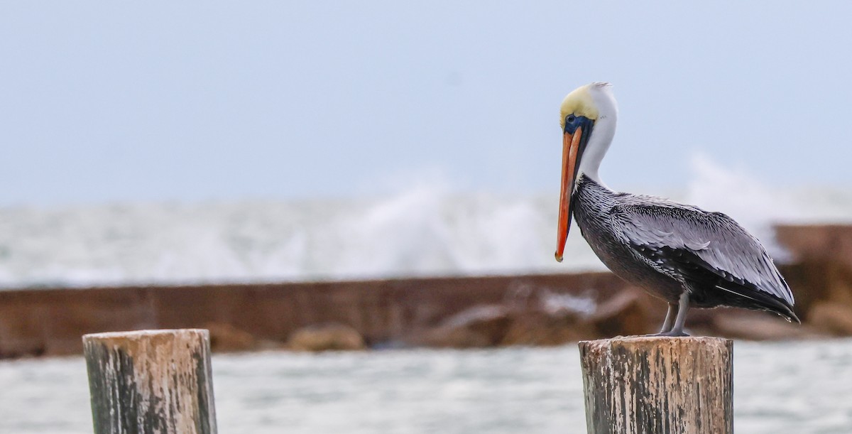 pelikán hnědý (ssp. carolinensis) - ML645920291