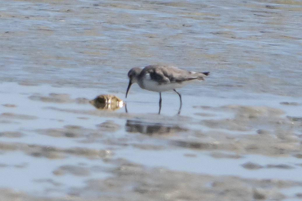 jespák křivozobý - ML645920293