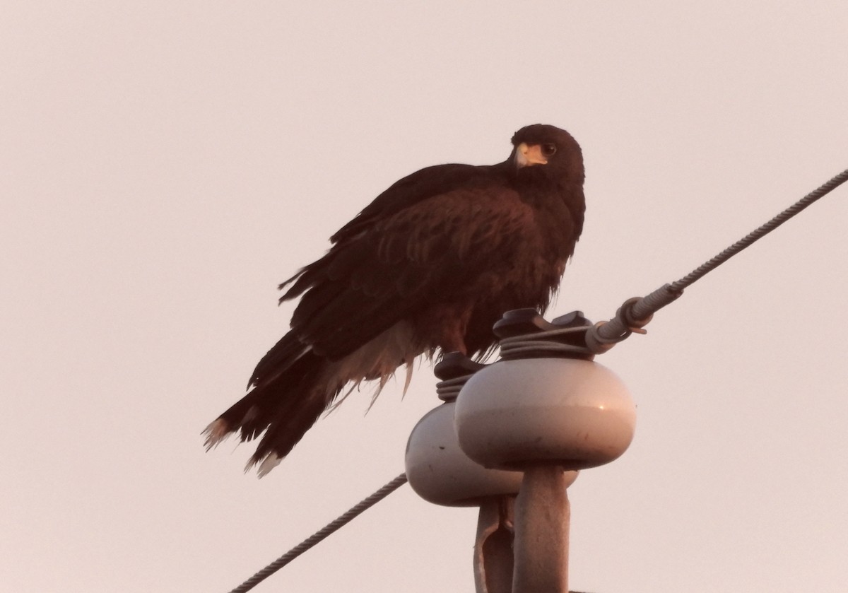 káně Harrisova - ML645920294