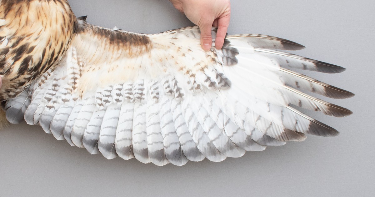 Red-tailed Hawk (abieticola) - ML645920295