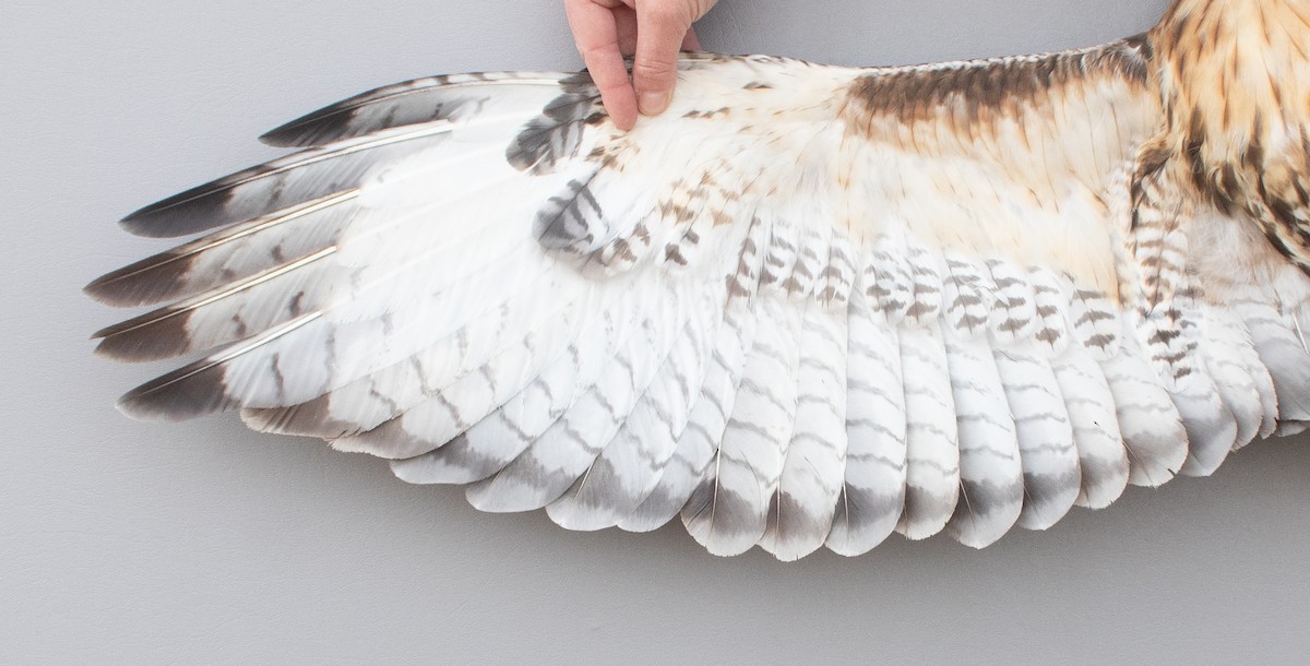 Red-tailed Hawk (abieticola) - ML645920297