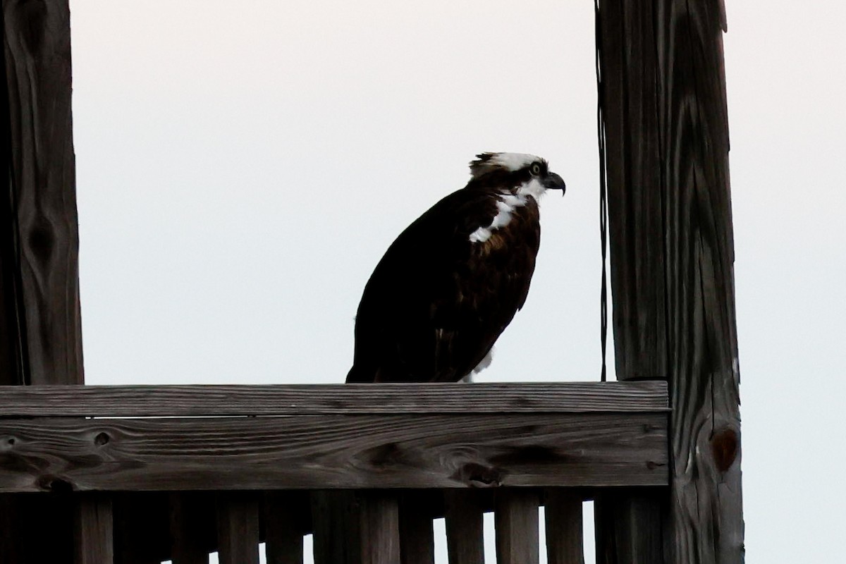 Osprey (American) - ML645920298