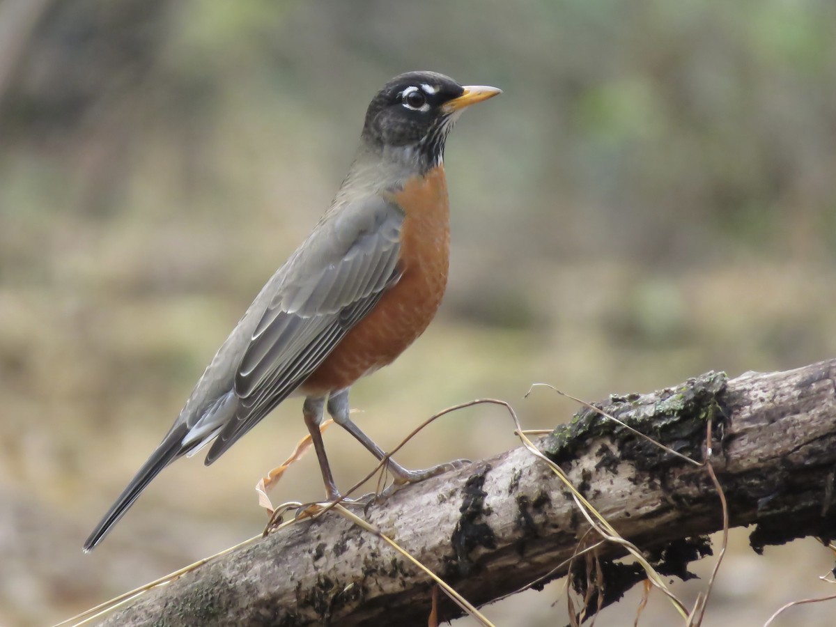 American Robin - ML645920310