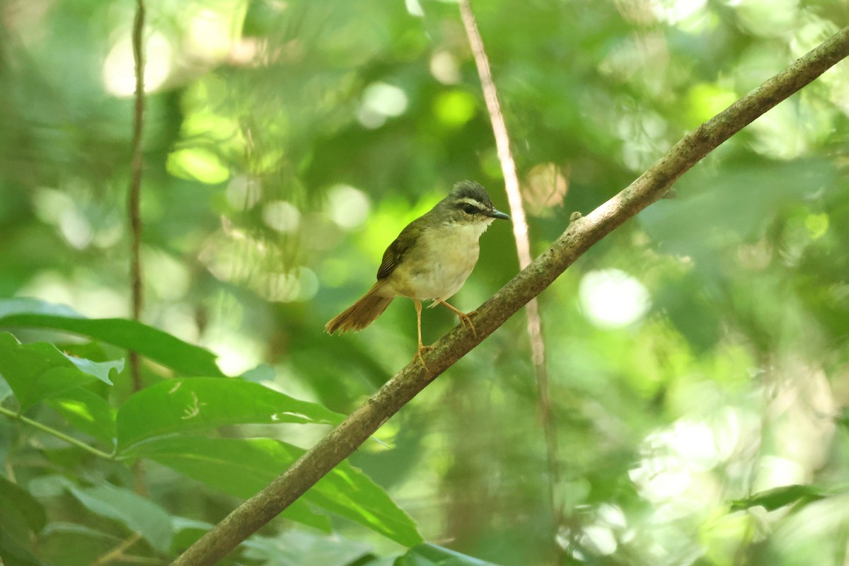 Riverbank Warbler - ML645920312