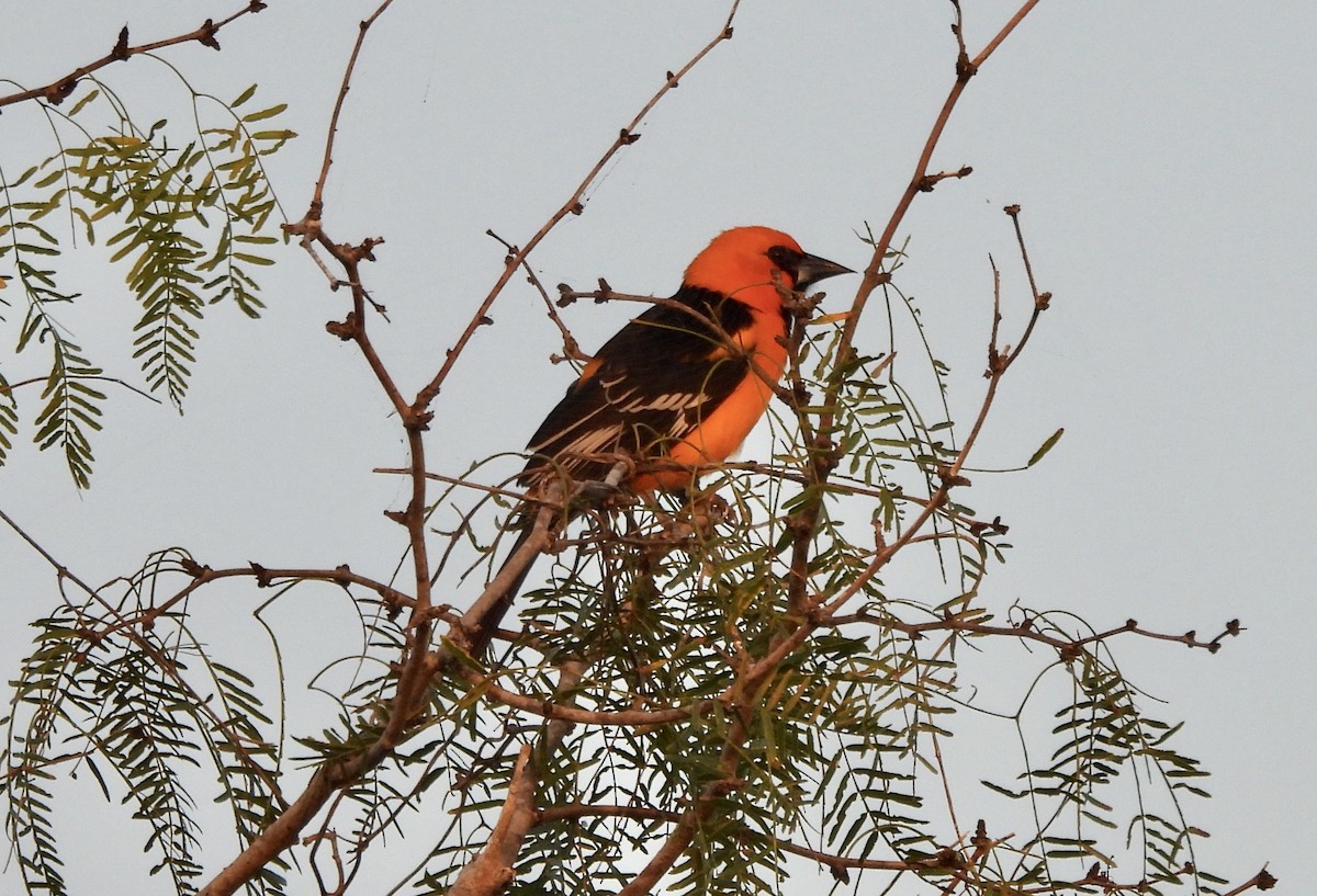 Altamira Oriole - ML645920315