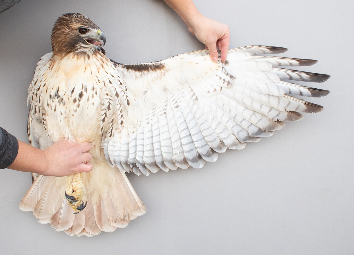 Red-tailed Hawk (borealis) - ML645920316