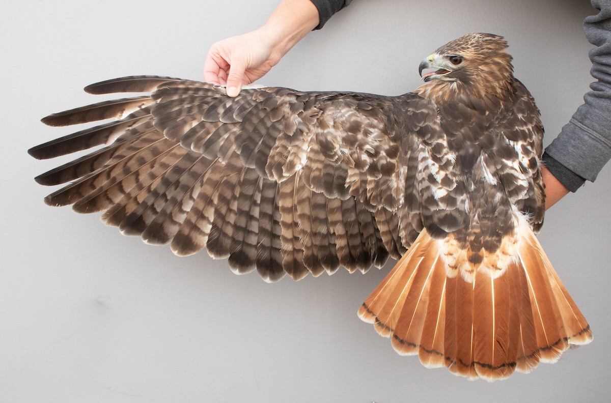 Red-tailed Hawk (borealis) - ML645920317