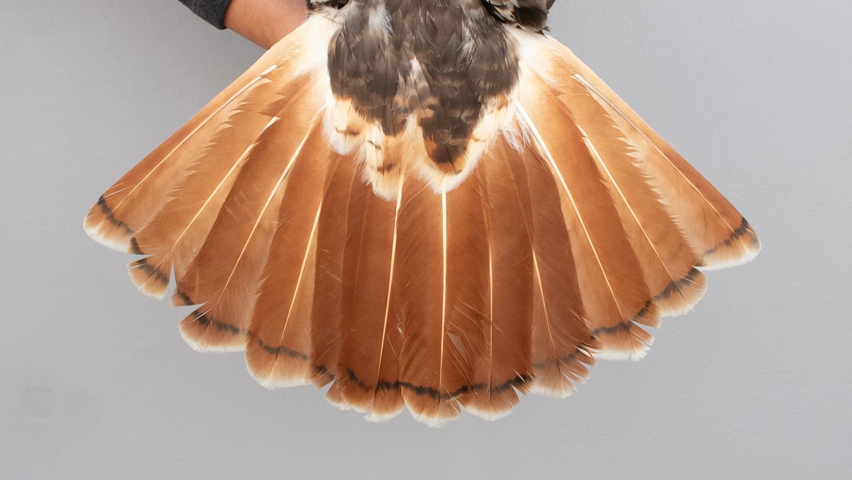 Red-tailed Hawk (borealis) - ML645920318