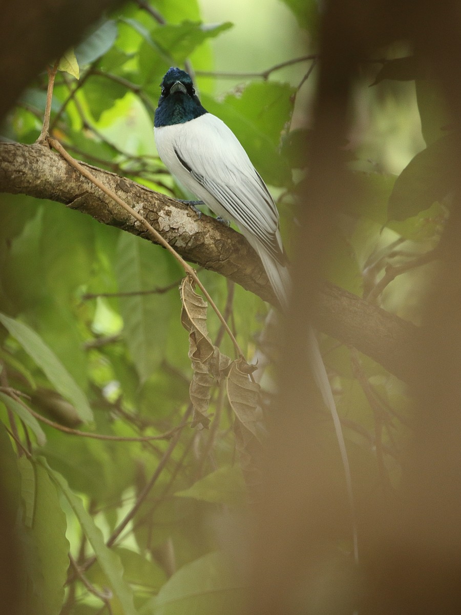 Indian Paradise-Flycatcher - ML645920323