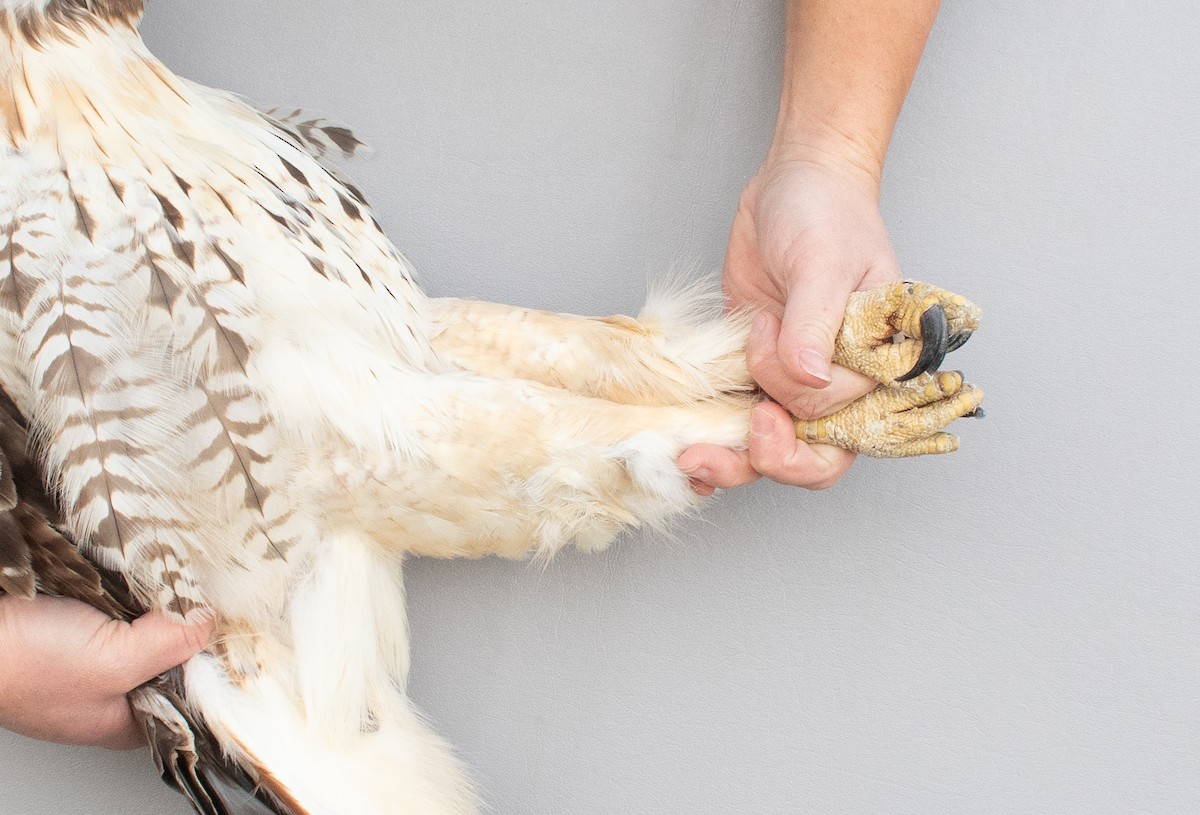 Red-tailed Hawk (borealis) - ML645920324