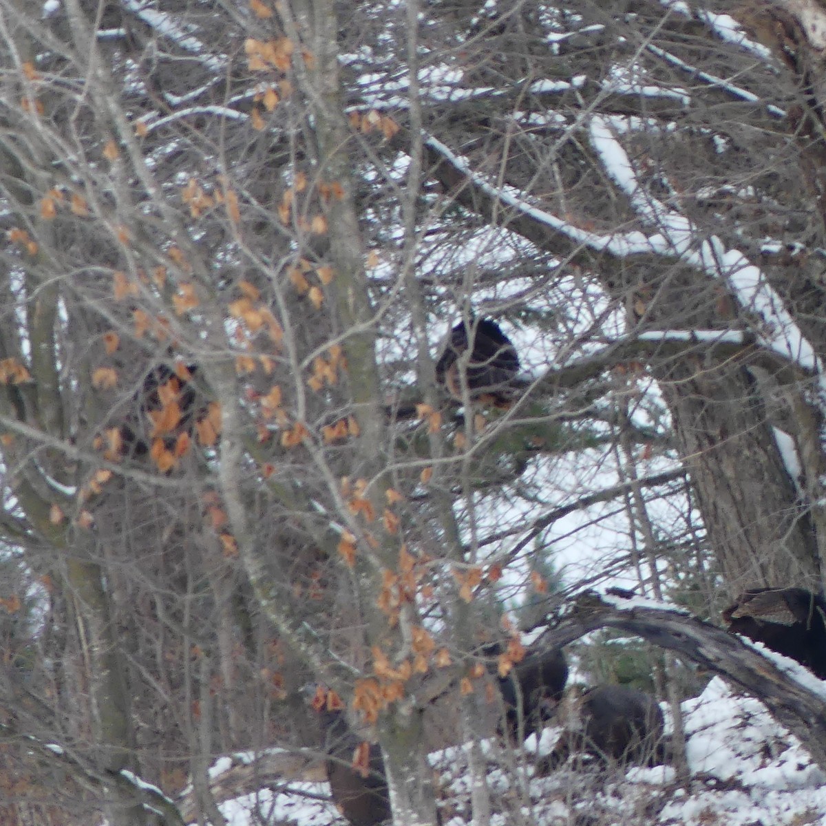 Wild Turkey - ML645920325