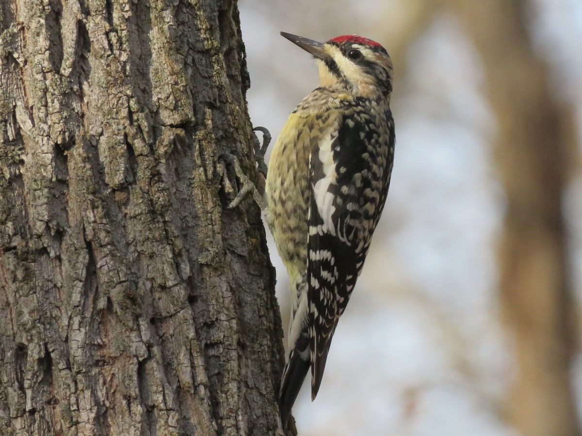 Yellow-bellied Sapsucker - ML645920327