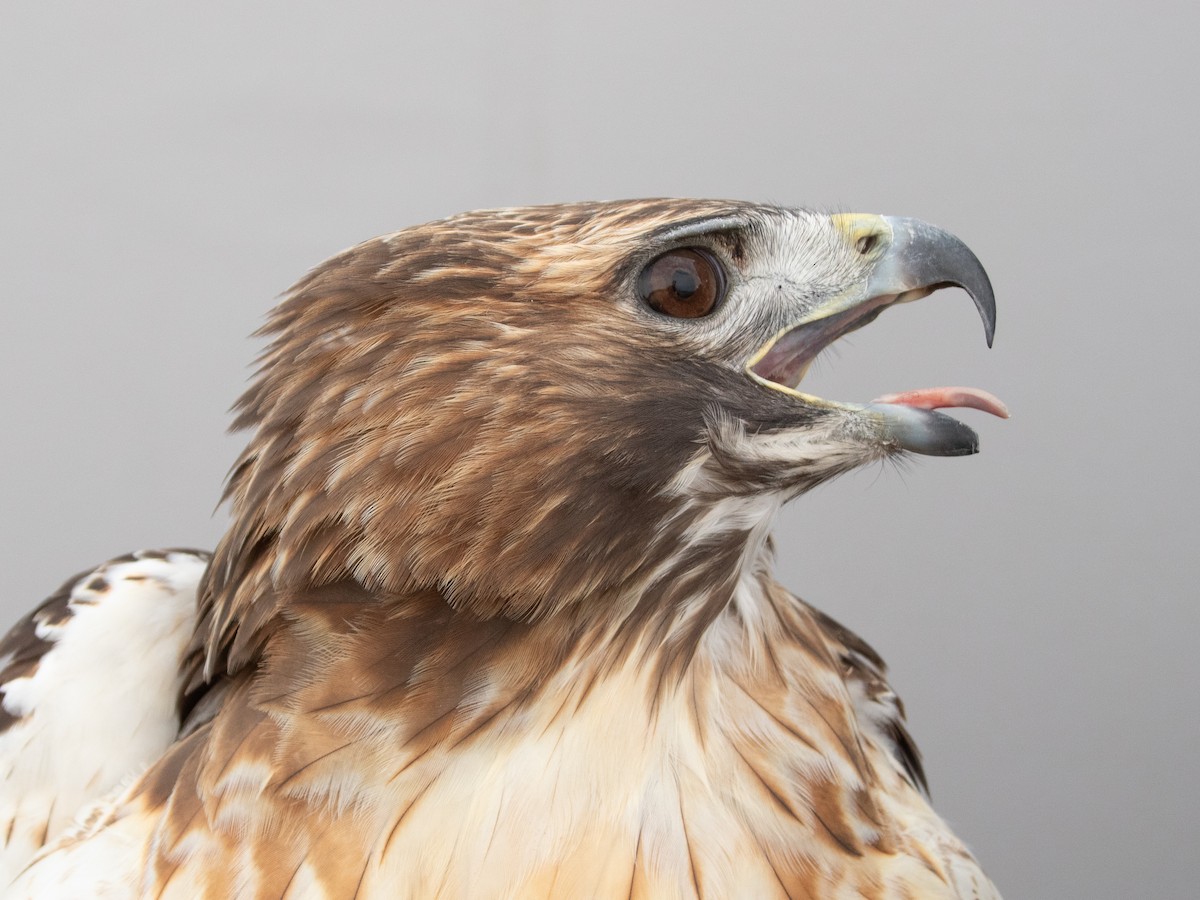 Red-tailed Hawk (borealis) - ML645920328