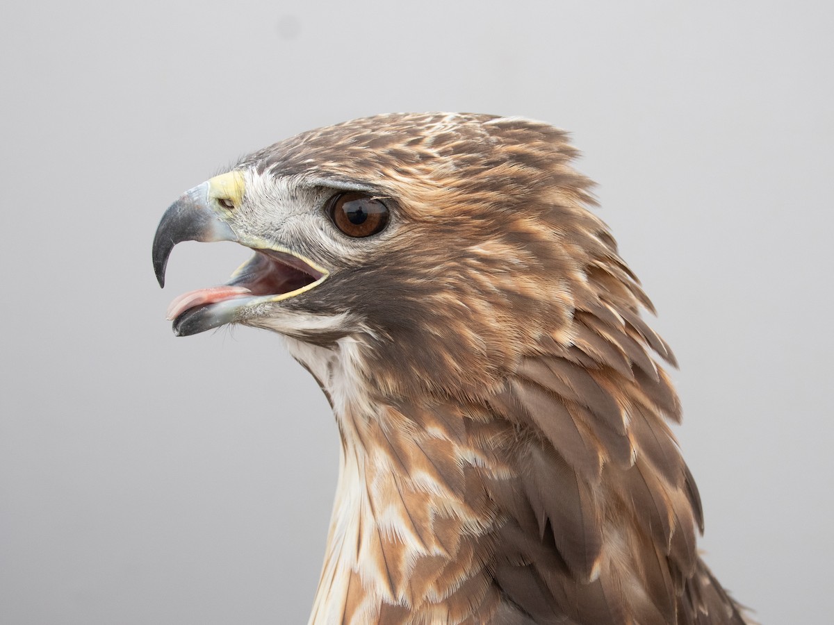 Red-tailed Hawk (borealis) - ML645920329