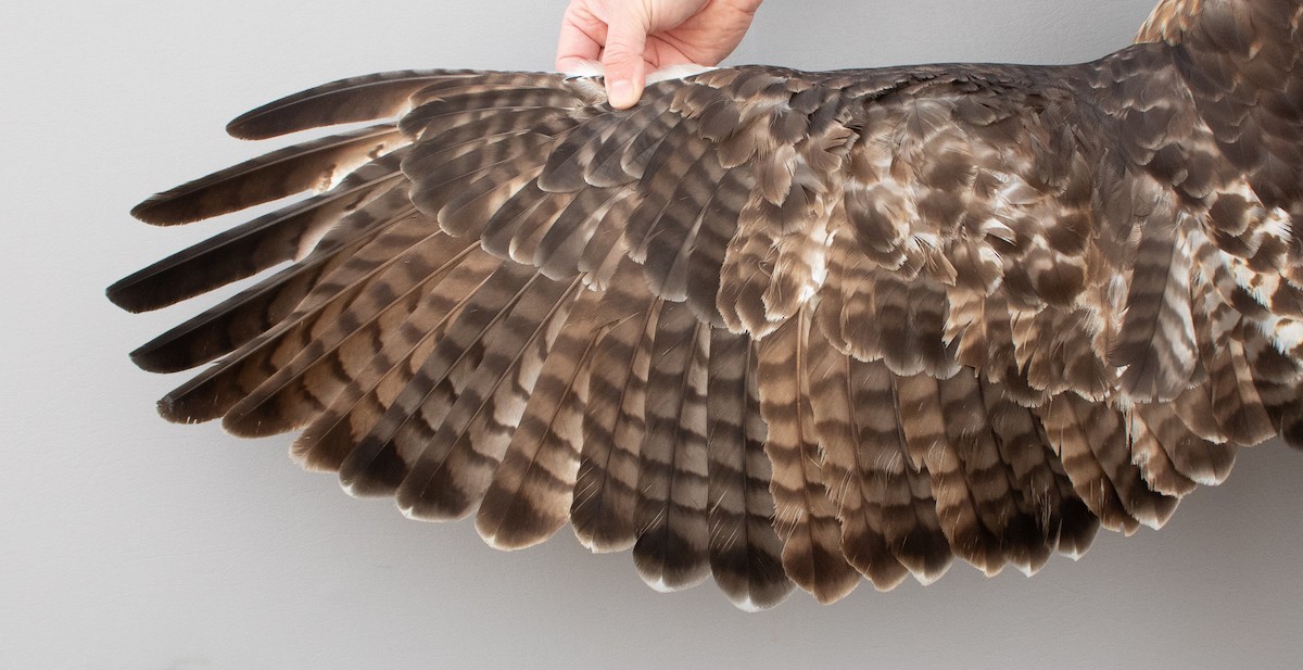 Red-tailed Hawk (borealis) - ML645920332