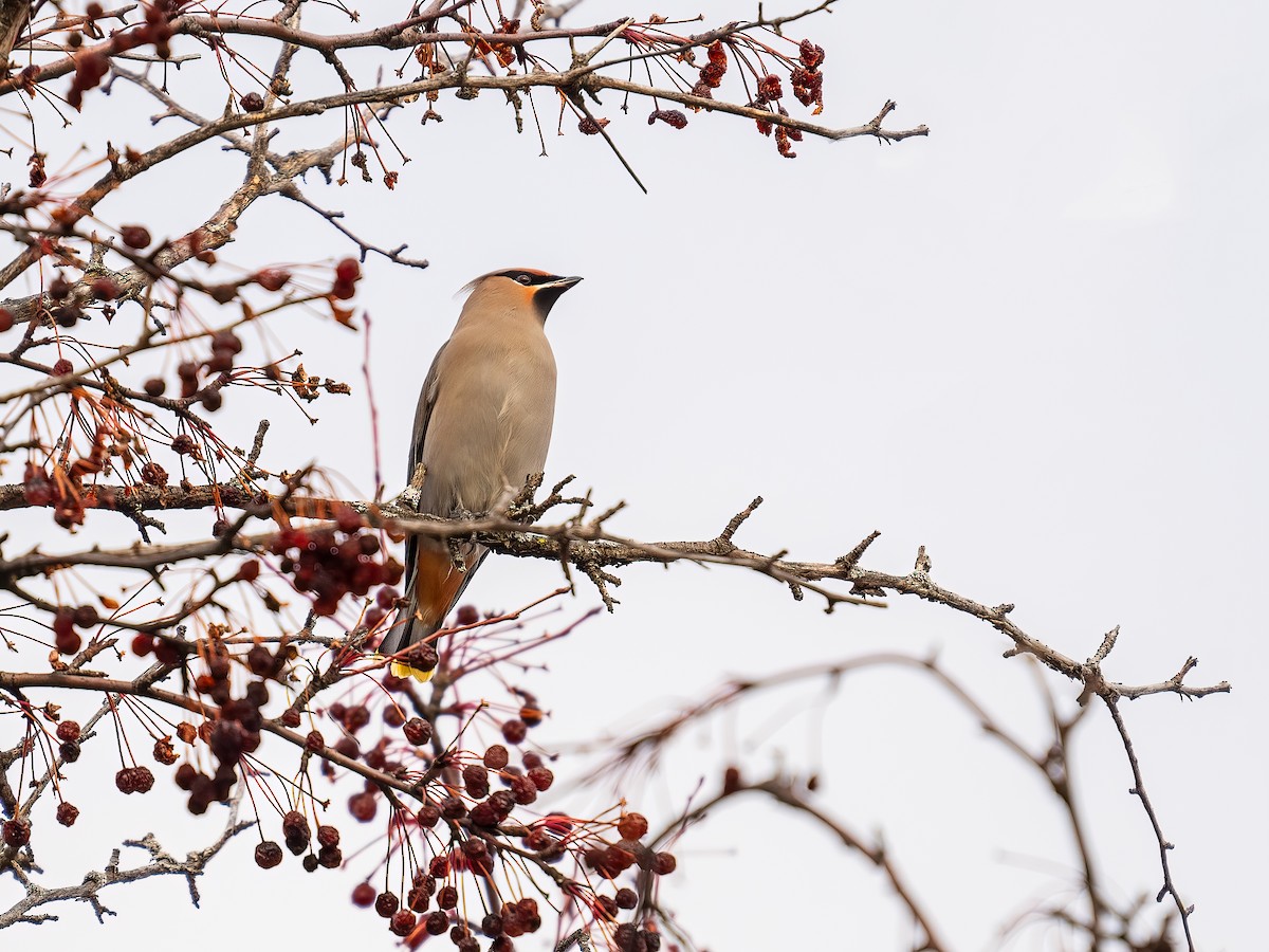 Buztanori boreala - ML645920333