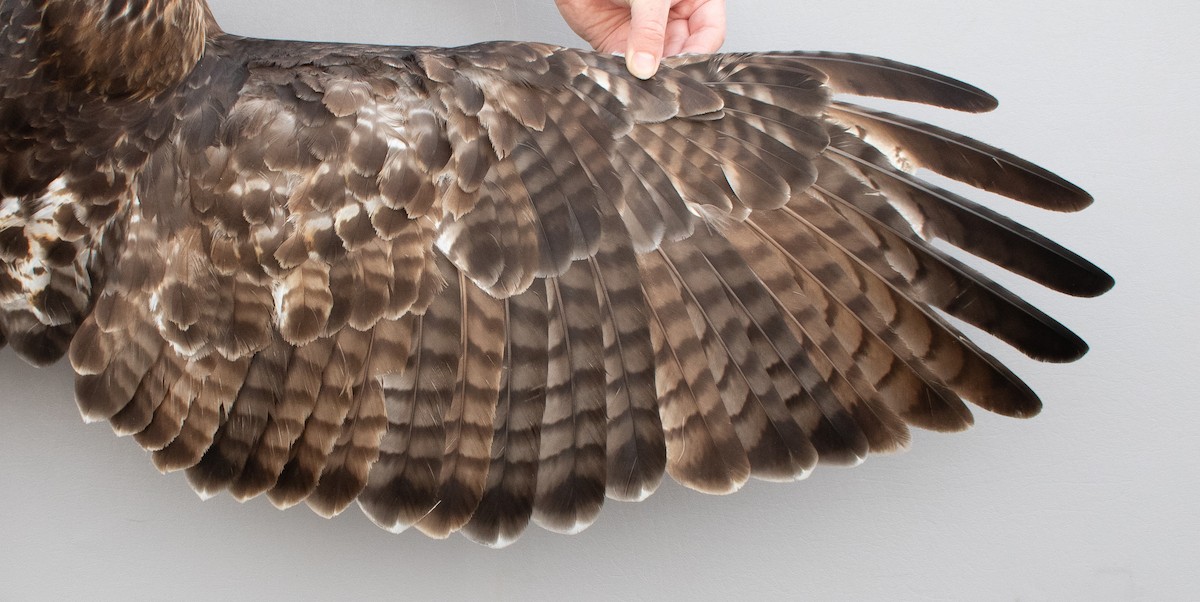 Red-tailed Hawk (borealis) - ML645920335
