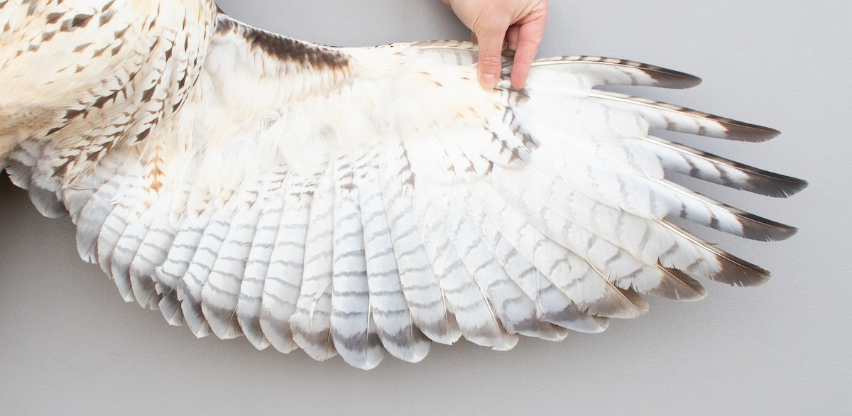 Red-tailed Hawk (borealis) - ML645920336