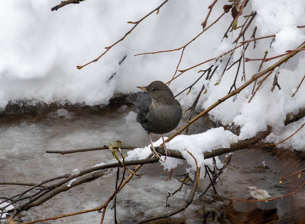 American Dipper - ML645920337