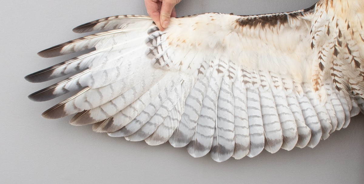 Red-tailed Hawk (borealis) - ML645920338