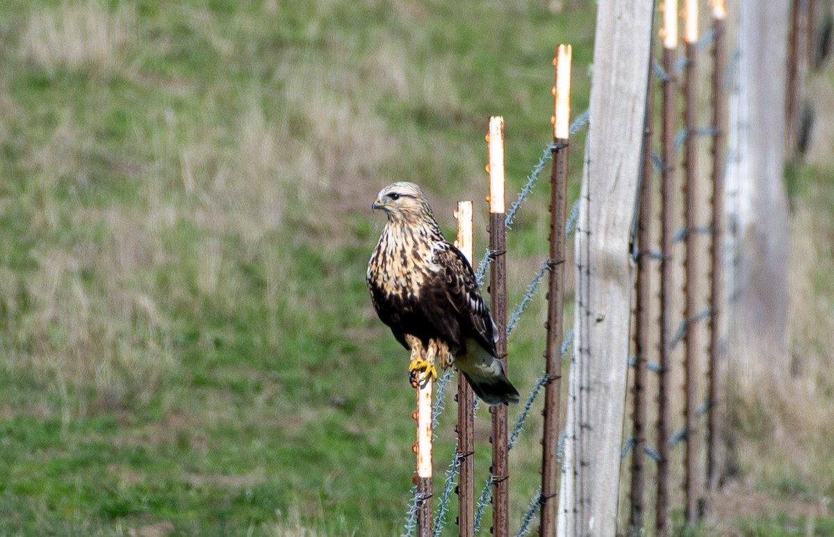Rough-legged Hawk - ML645920340