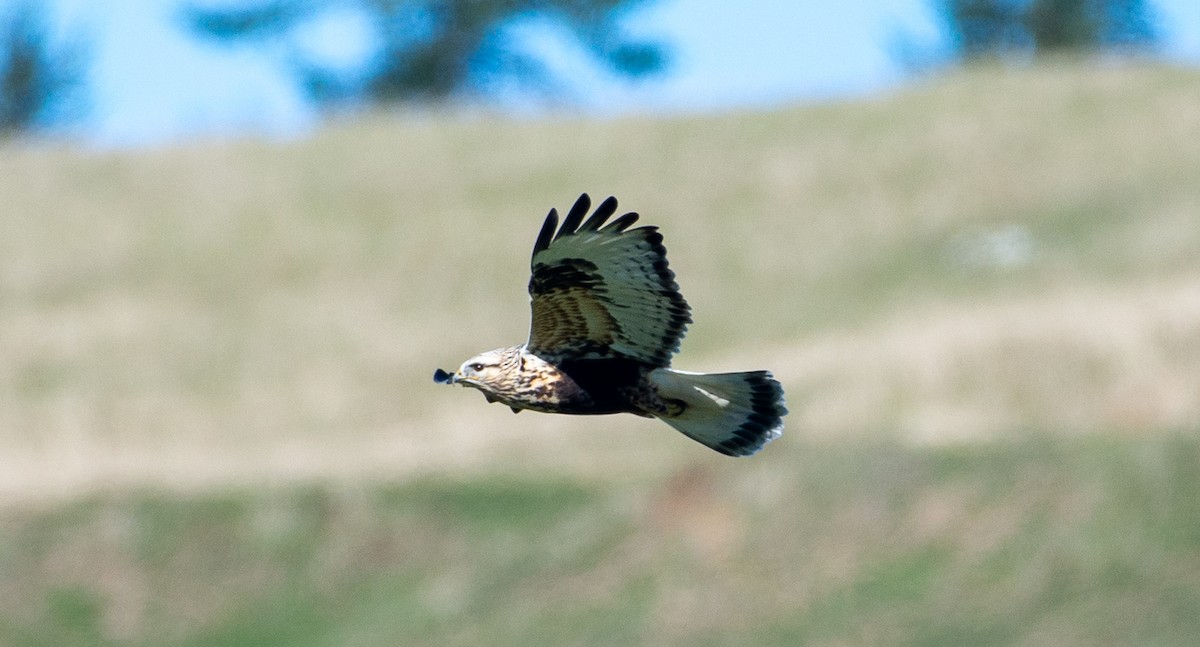 Rough-legged Hawk - ML645920341