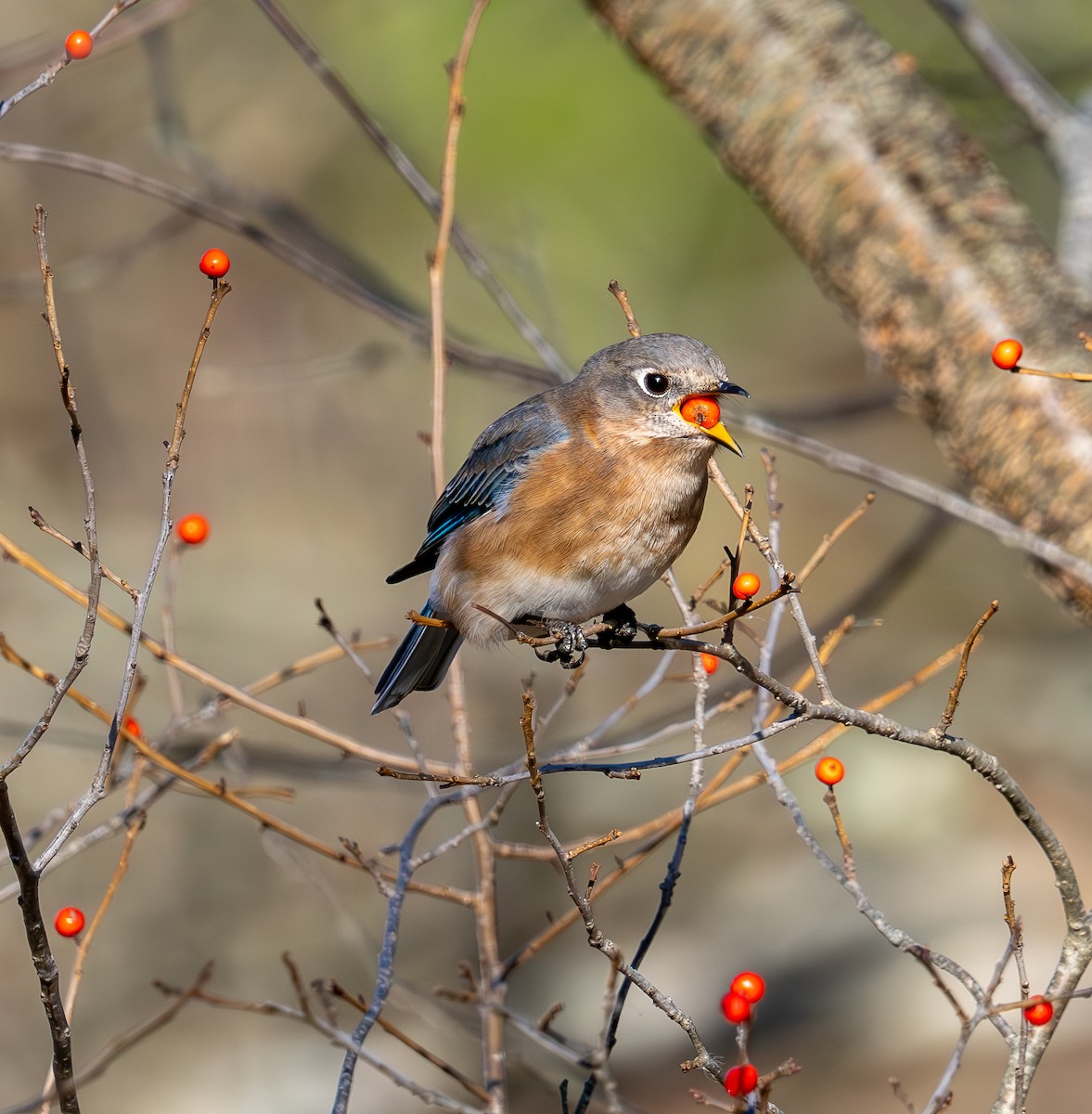 Doğulu Mavi Ardıç - ML645920343