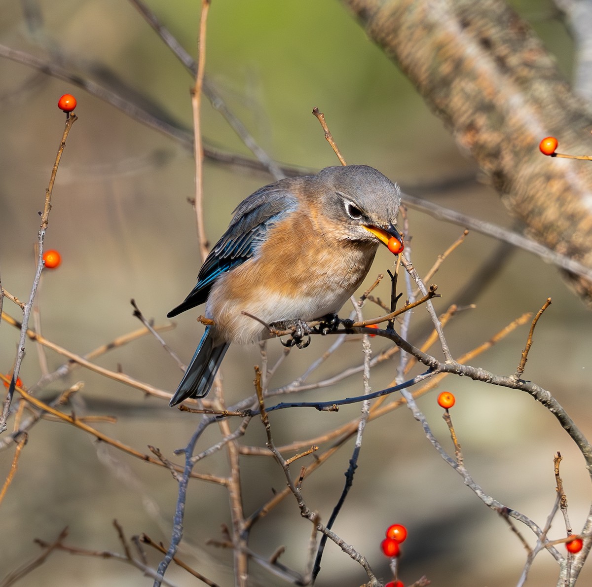 Doğulu Mavi Ardıç - ML645920344