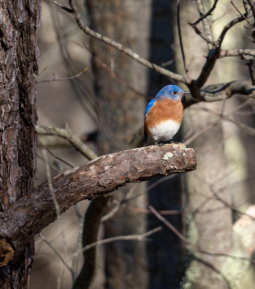 Doğulu Mavi Ardıç - ML645920345