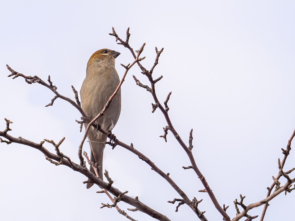 Pinu-gailupa - ML645920346