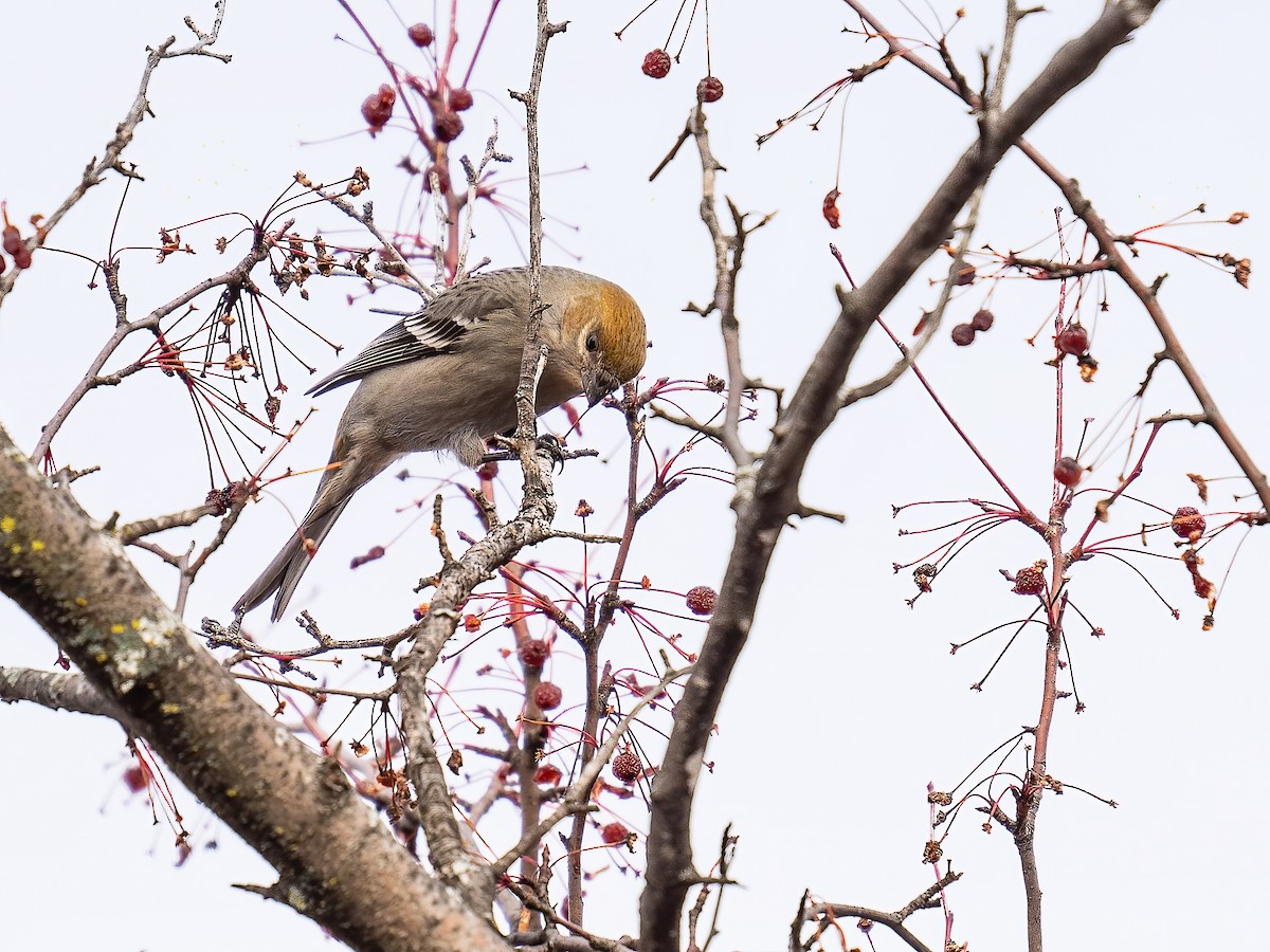 Pinu-gailupa - ML645920347