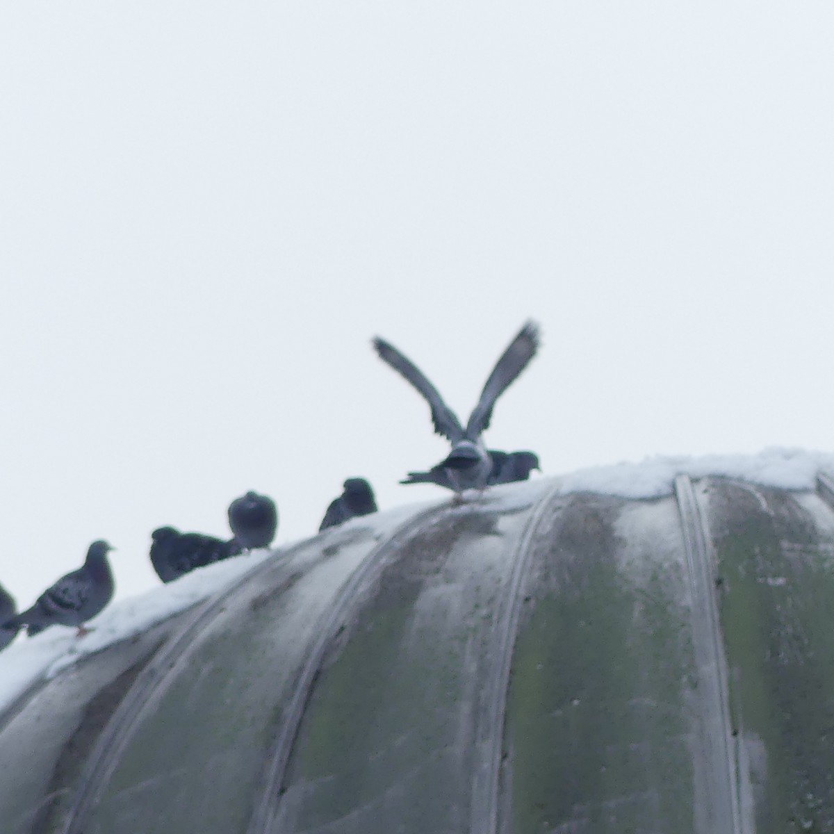 Rock Pigeon (Feral Pigeon) - ML645920350