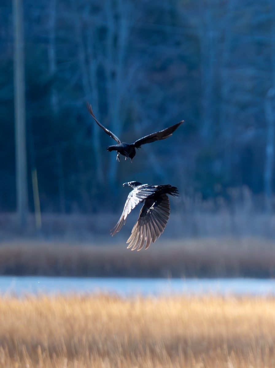 Amerika Kargası - ML645920358