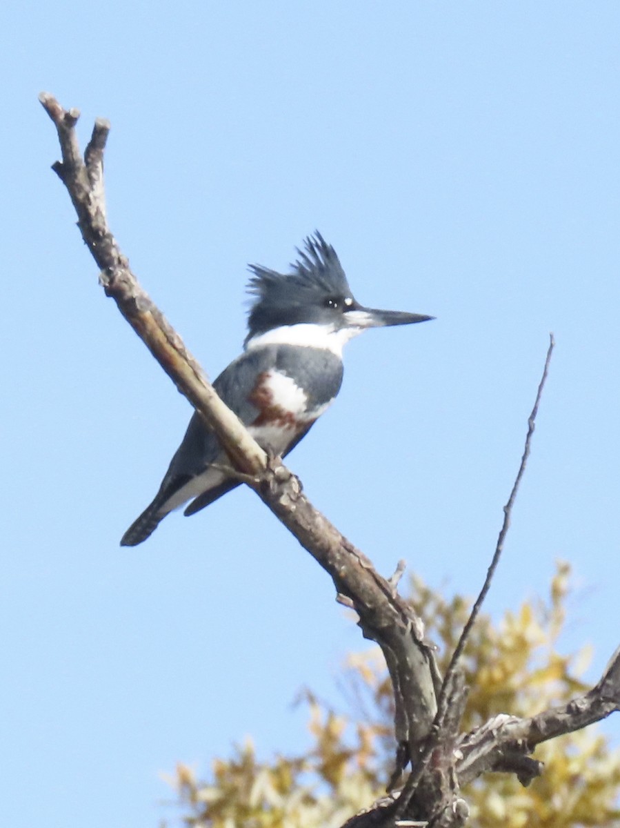 Belted Kingfisher - ML645920368